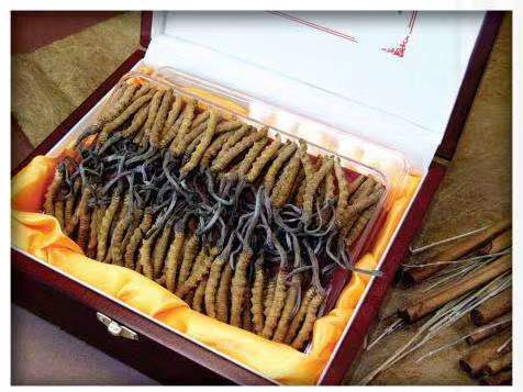 西昌冬虫夏草回收